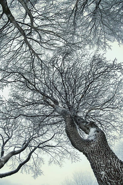 Alberi nel profondo inverno - foto stock