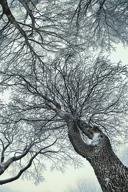 Drzewa zimą – zdjęcie