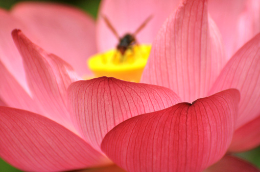 Blossom pink lotus flower