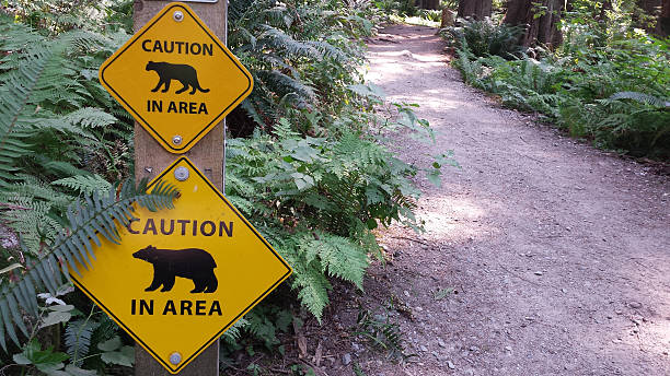 istock Bears and cougars on hiking trail 482818092