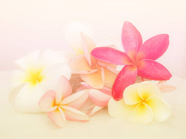 istock Abstract Plumeria Flower background. 482818118