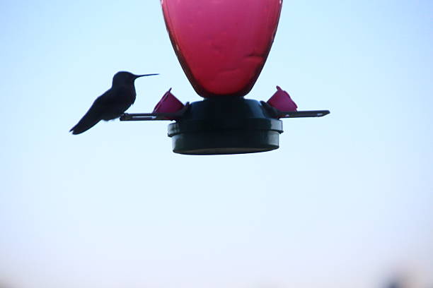 istock Colibri and bird feeder 482818144