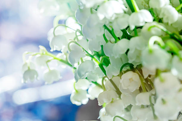 istock Lilies of the valley 482819788