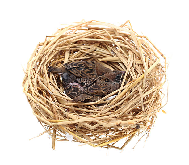 istock Sparrow chicks waiting to be fed on white background. 482819902