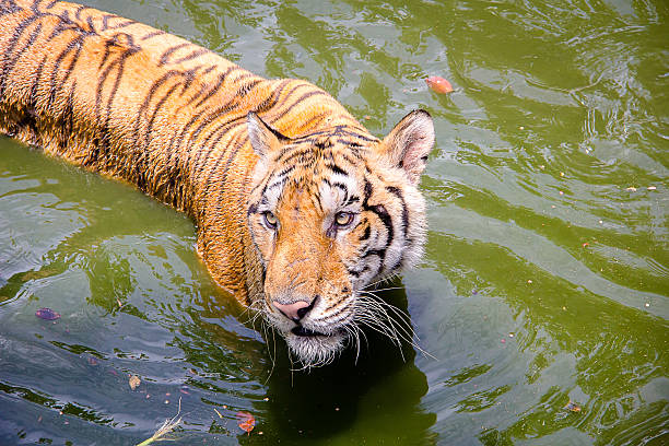 istock Tiger is hunters in the forest 482820212