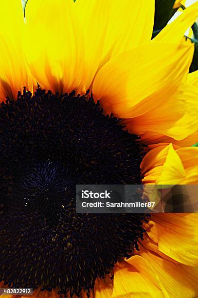 Blue Sunflower Stock Photo - Download Image Now - 2015, Extreme Close-Up, Flower