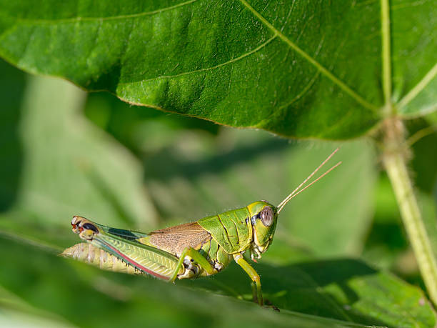 istock Beautiful green grasshopper on the leaf of summer forest 482823112