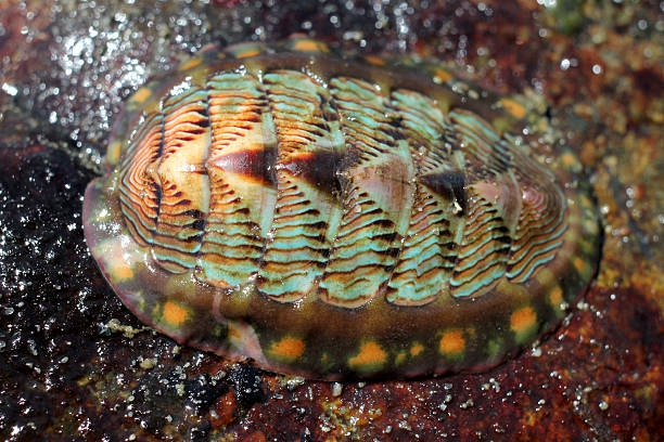 podszyty chiton-tonicella lineata - chiton zdjęcia i obrazy z banku zdjęć