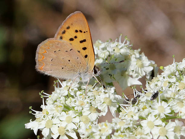 istock Purplish Copper Butterfly - Lycaena helloides 482823198