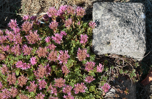 Pink-flowering relative of the stonecrops, orpine's biological name is (Sedum telephium). It grows readily on graves, providing a widespread decoration that plastic flowers cannot compete with.
