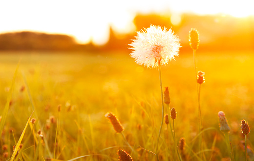 Meadow with dandelion in sunset light