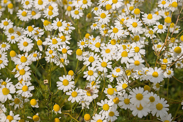 istock Chamomile plants, chamomile field, Matricaria chamomilla 482826726