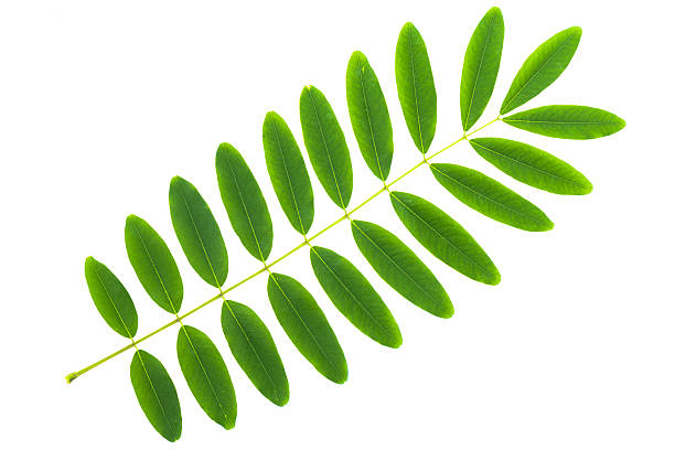 istock Cassia siamea leaf isolated on white background 482826970