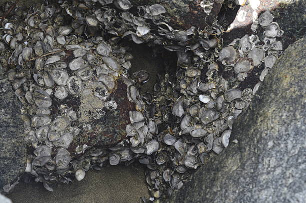 Crustations On Rocks 360+ Crusted Rock Stock Photos, Pictures & Royalty-Free Images - iStock
