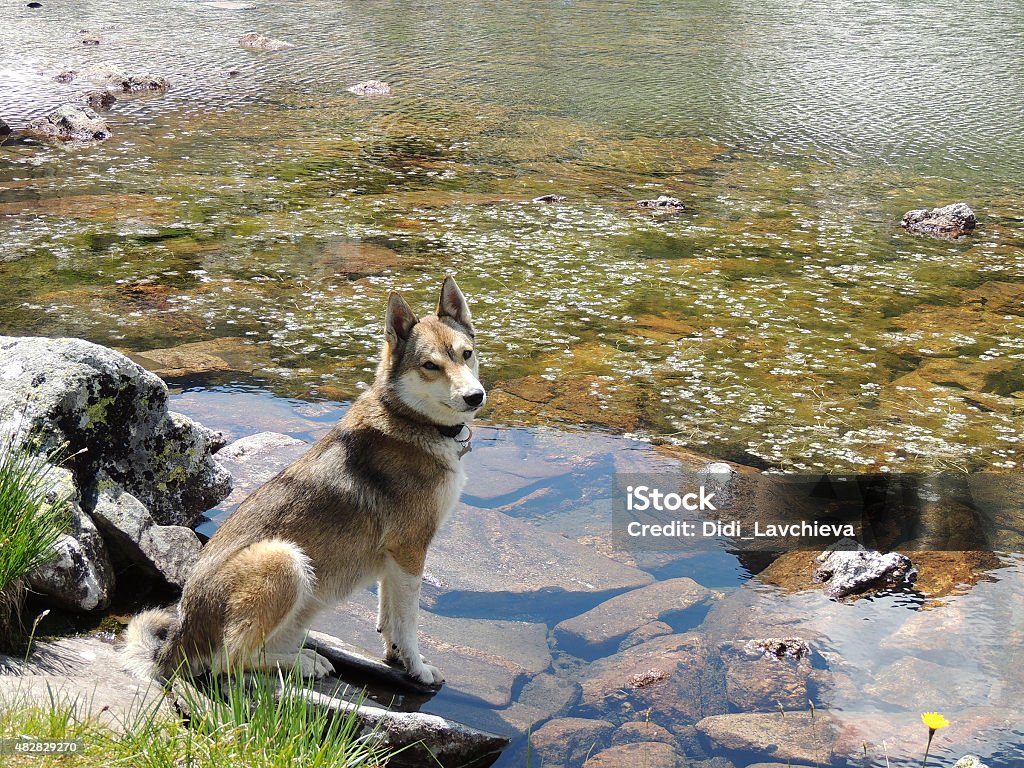 West Siberian Laika Dog on a lake West Siberian Laika Dog on the rocks near still waters of a mountain lake 2015 Stock Photo