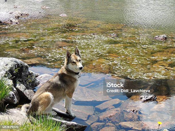 West Siberian Laika Dog On A Lake Stock Photo - Download Image Now - 2015, Adventure, Animal