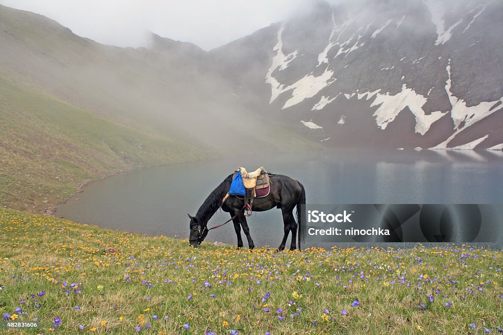 Caballos y el lago - Foto de stock de 2015 libre de derechos