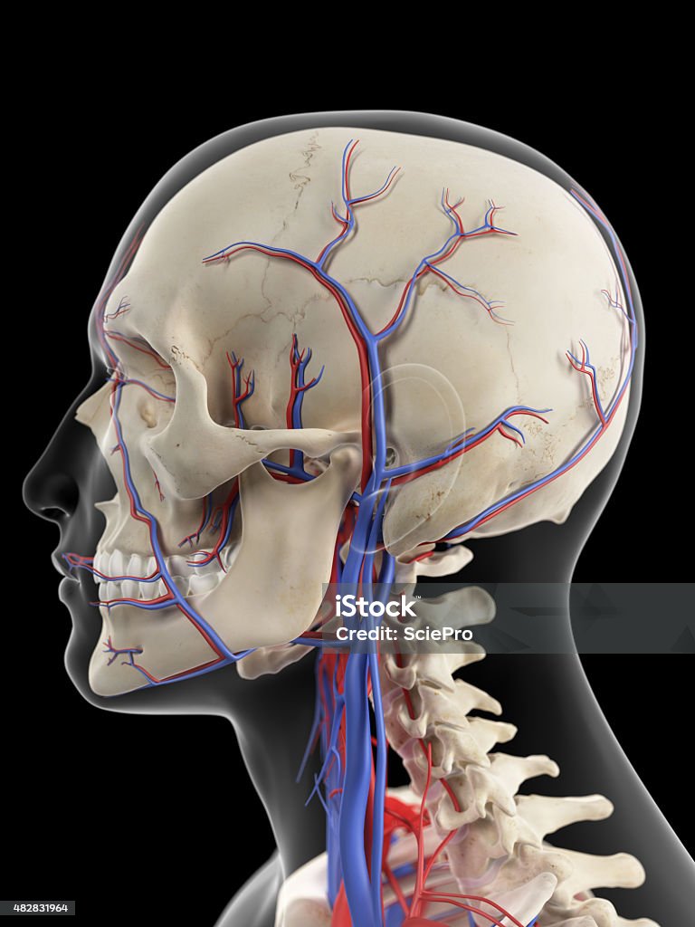Las venas y arterias de la cabeza - Foto de stock de 2015 libre de derechos