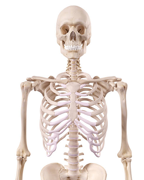 scheletro al thorax - scheletro umano foto e immagini stock
