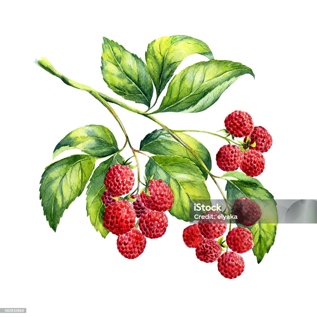 Watercolor raspberries branch on white background Raspberry stock illustration