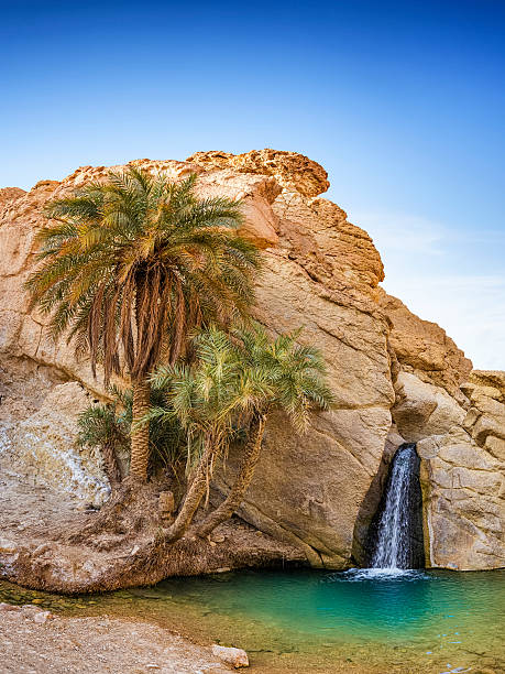 카일라쉬, 손바닥 및 워터풀 in the desert - non urban scene standing water waterhole landscape 뉴스 사진 이미지