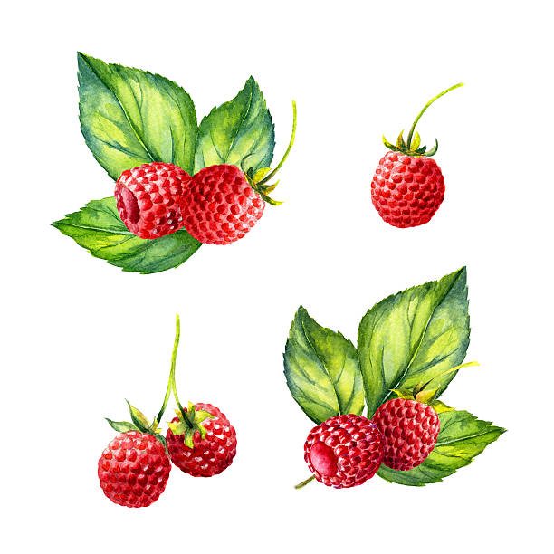 水彩ラズベリーブランチに白背景 - raspberry berry fruit gourmet isolated点のイラスト素材／クリップアート素材／マンガ素材／アイコン素材