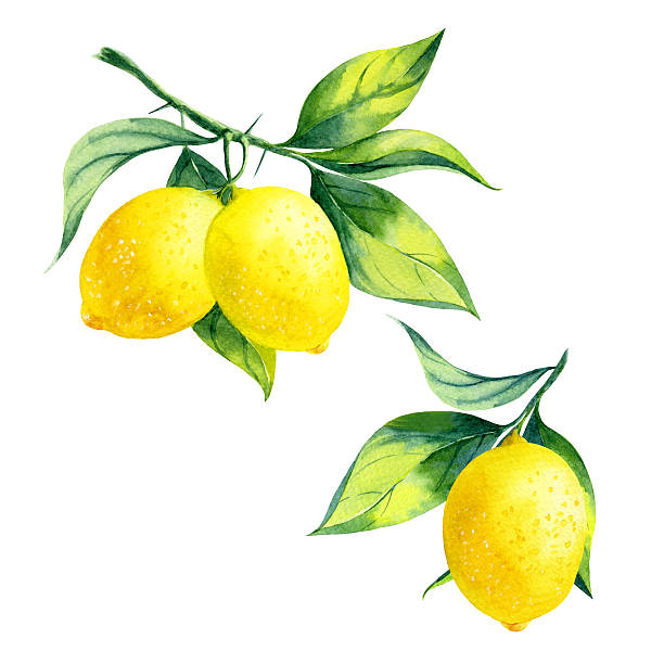 illustrazioni stock, clip art, cartoni animati e icone di tendenza di acquerello filiale di limone - lemon