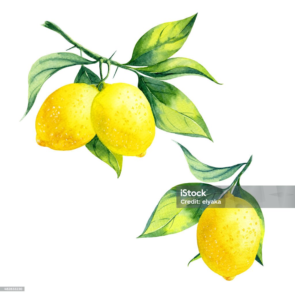 Watercolor lemon branch watercolor lemon branch on white background Lemon - Fruit stock illustration