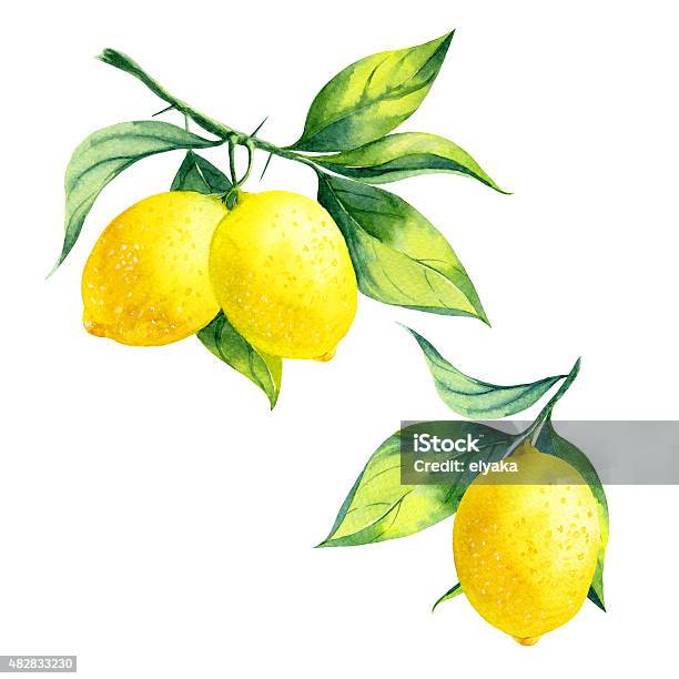 Watercolor Lemon Branch Stock Illustration - Download Image Now - Lemon - Fruit, Watercolor Painting, Illustration