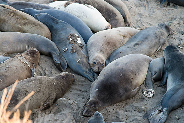 istock Sea lions Big Sur 482833480