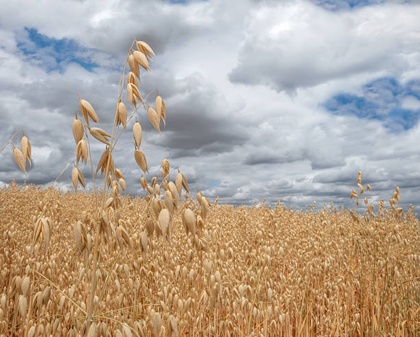 istock Ripe oat in close-up 482833948