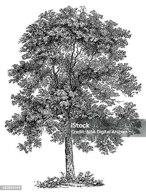 Tree Stock Illustration - Download Image Now - Tree, Engraved Image, Engraving