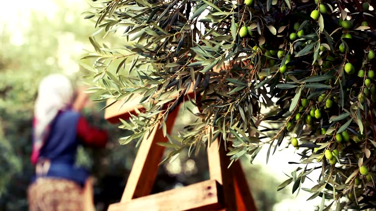 Olive Harvesting