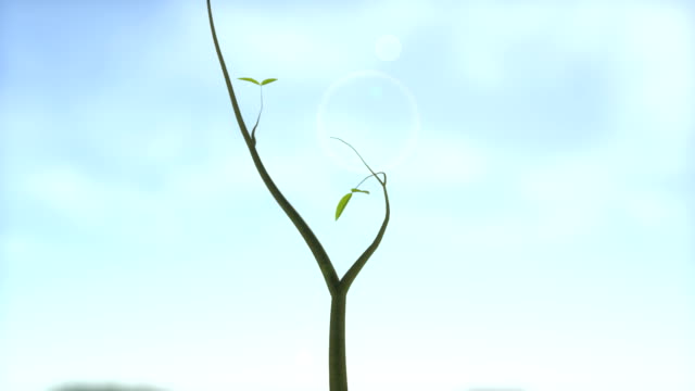 Growing tree with sunny background
