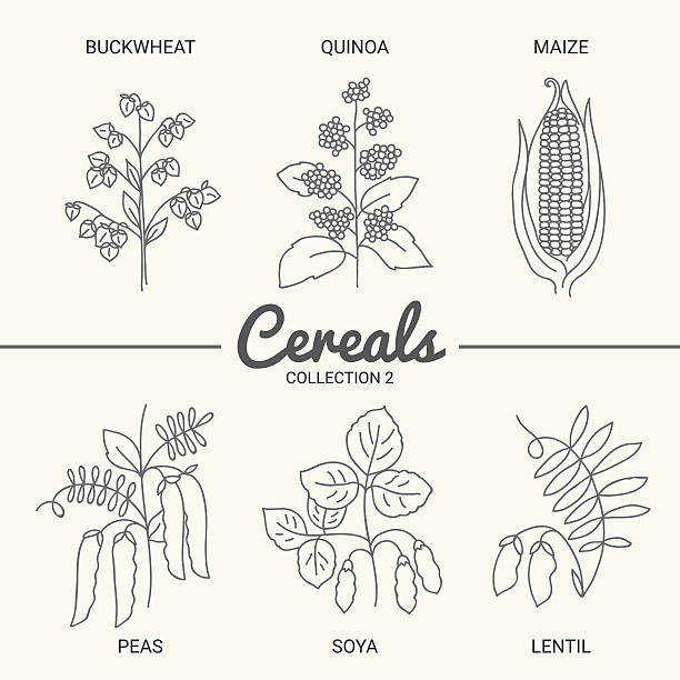 Set of six cereals Buckwheat, quinoa, maize, peas, soya and lentil in vintage style. Contour drawing vector illustration buckwheat stock illustrations