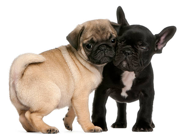 Pug and French Bulldog puppy, 8 weeks old, hugging Pug puppy and French Bulldog puppy, 8 weeks old, hugging in front of white background pug isolated stock pictures, royalty-free photos & images