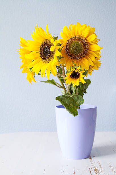 istock Sunflowers against light blue background 482837598