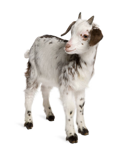 istock Rove goat Kid, 1 month old, standing and looking away. 482838537
