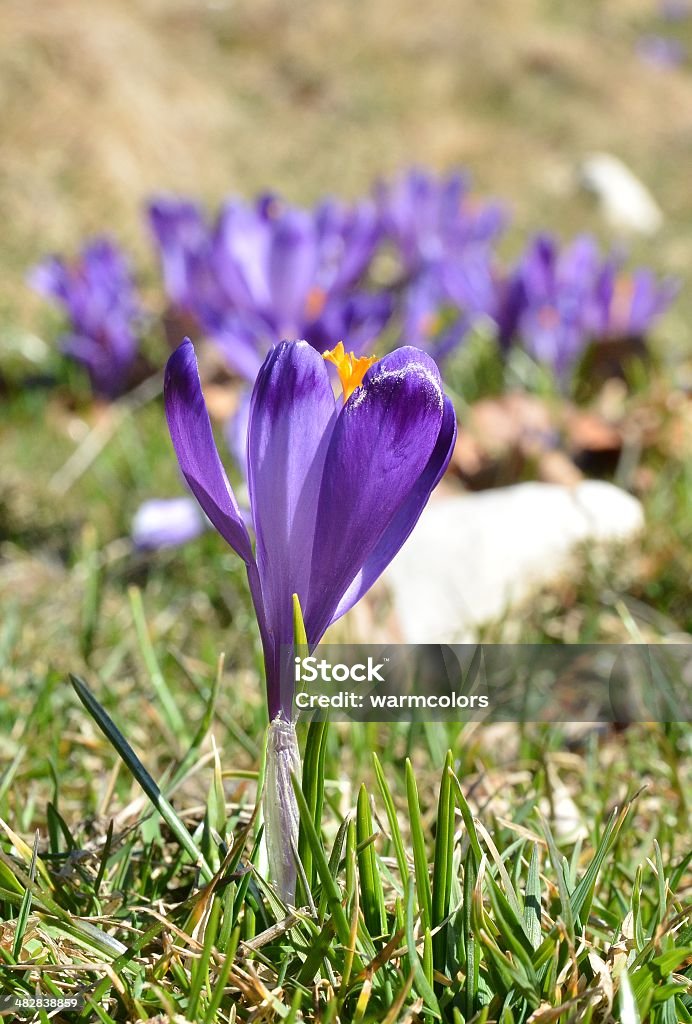 Par Violet fleur Crocuse - Photo de Arbre en fleurs libre de droits