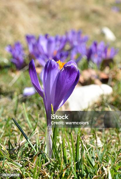 Crocuse 1 パープルの花 - まぶしいのストックフォトや画像を多数ご用意 - まぶしい, アウトフォーカス, クロッカス