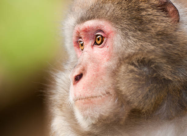 istock side face portrait of a macaque monkey 482840309