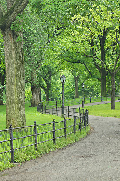 istock Central Park Summer - New York 482840732