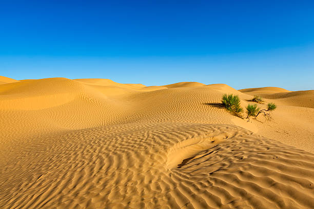 istock Sand dune on Sahara Desert, Grand Erg Oriental, Tunisia 482840812