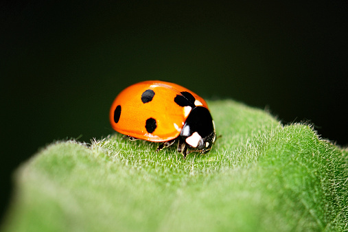 Macro of a ladybug sitting in a rosemary leaf, shallow depth of field