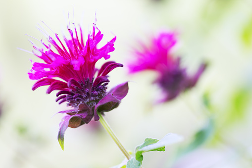 Close up of Bee Balm - Bergamot - Monarda flower.