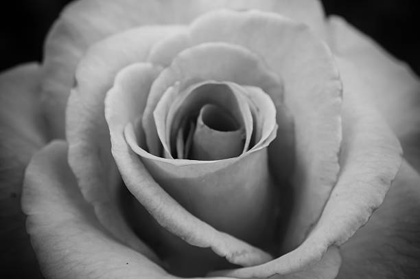 istock rose close up, black and white tone 482844412