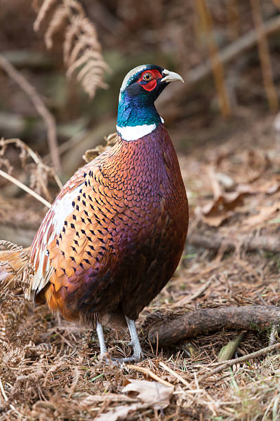 istock male pheasant bird in woodlands England 482844632