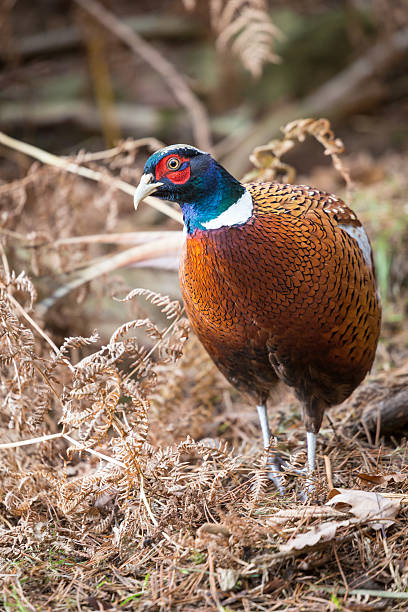 istock male pheasant bird in woodlands England 482844636