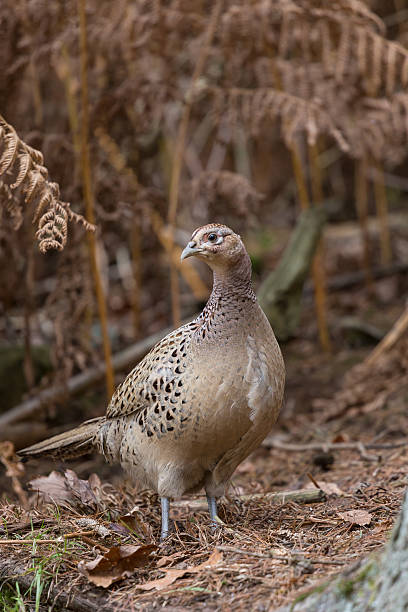 Female pheasant bird in woodlands England