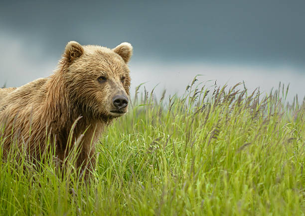 wild alasca urso pardo na relva verde no verão carriço - katmai peninsula imagens e fotografias de stock